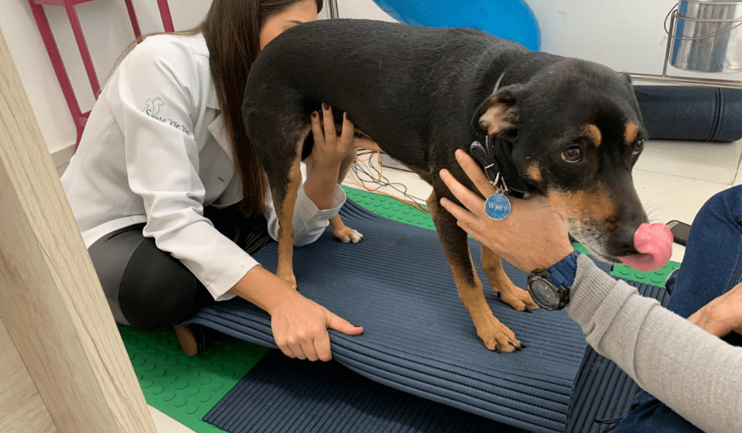 O que é Fisioterapia Animal?
