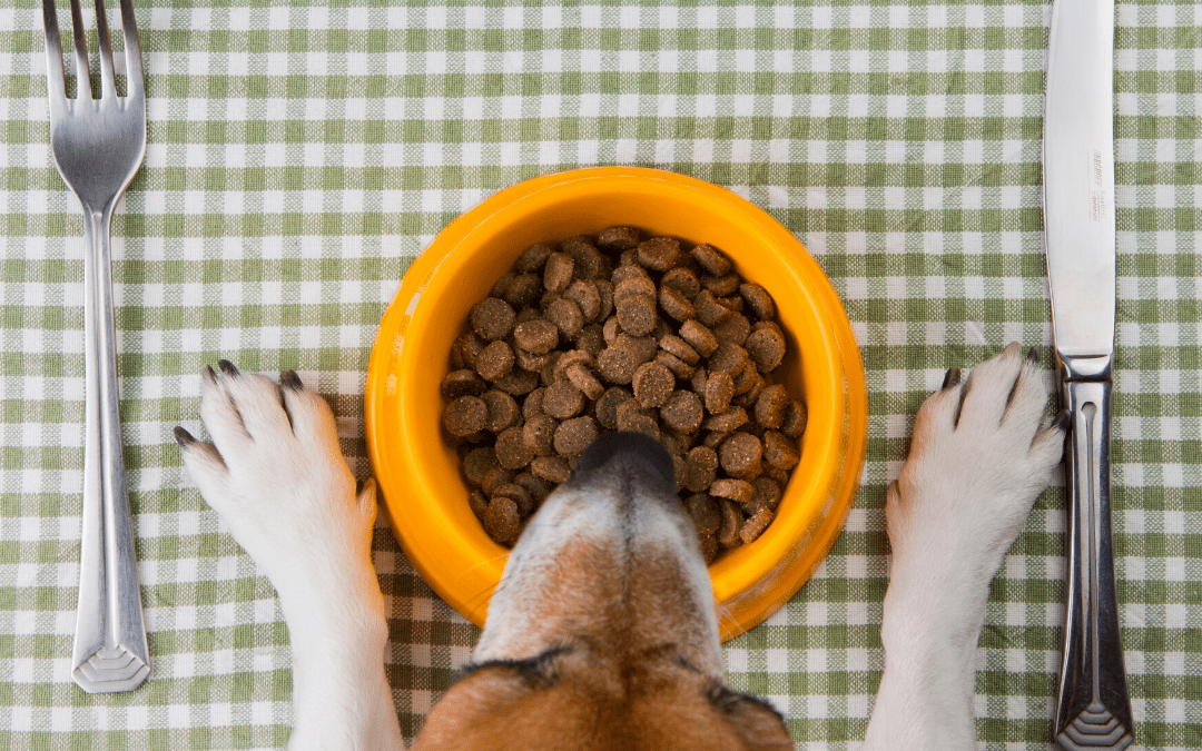 4 Dicas Para Controlar o Peso do Seu Pet