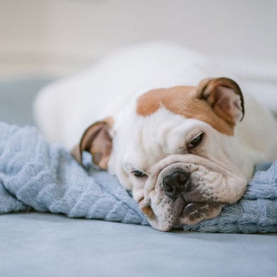 Obesidade Canina