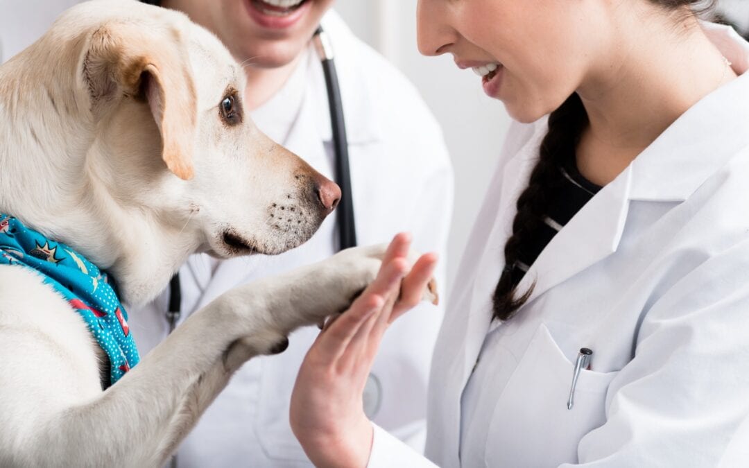 A Importância da Fisioterapia nos Hospitais Veterinários