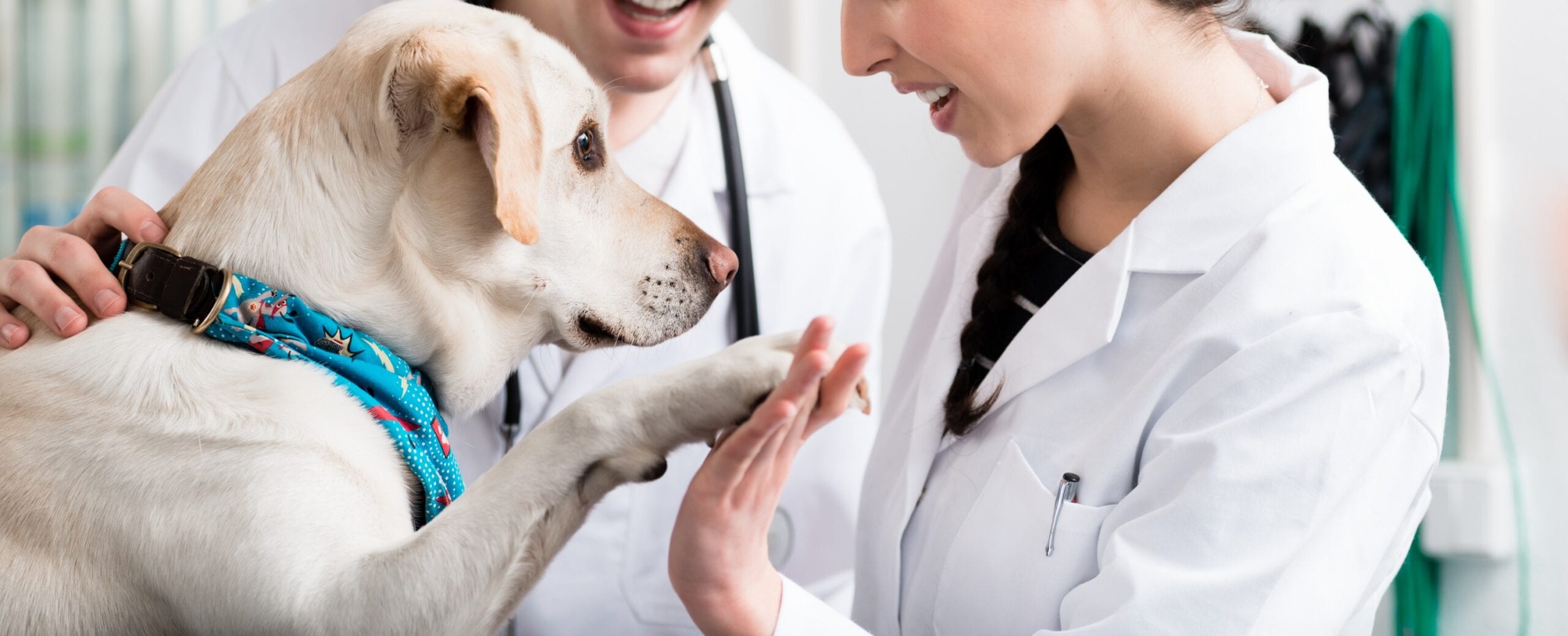 medicina animal preventiva