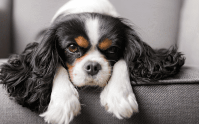 Como Tratar Artrose com Fisioterapia?