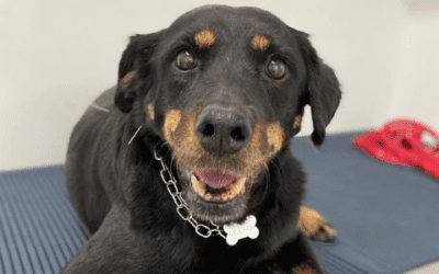 Benefícios da Acupuntura Veterinária