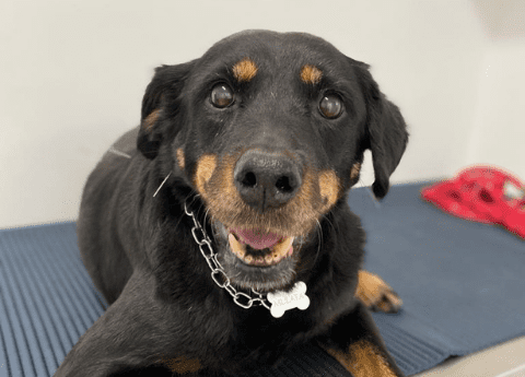 Benefícios da Acupuntura Veterinária