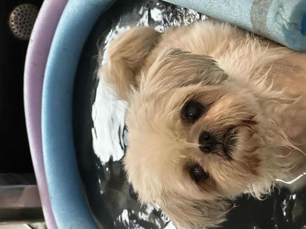 fisioterapia veterinária preventiva
